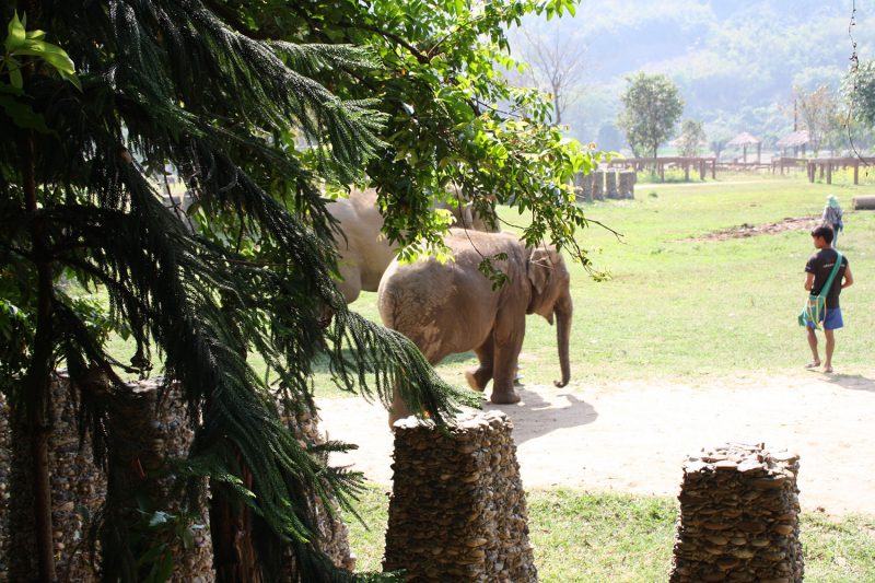 elephant nature park